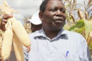 Zimbabwe : les stocks de maïs pourront approvisionner le marché intérieur pendant 7 mois