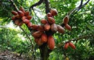 Cameroun : la production de cacao attendue à 330 000 tonnes en 2023, moitié moins que les projections pour 2020