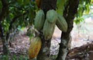 Côte d’Ivoire : l’exécutif veut éradiquer la production cacaoyère dans les aires protégées, d’ici 5 ans