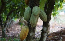 Côte d’Ivoire : l’exécutif veut éradiquer la production cacaoyère dans les aires protégées, d’ici 5 ans