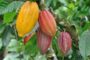 La Côte d’Ivoire et le Ghana font un pas supplémentaire pour lutter contre la déforestation liée au cacao