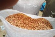 Sénégal : record de production d’arachides pour la région de Kaffrine, durant l’hivernage 2017