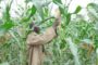 Centrafrique : le FIDA injectera 12,4 millions $ dans l’agriculture