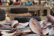 Ghana : les importations de poissons et de fruits de mer ont atteint 311 millions $ en 2018