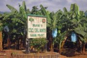 Deux entreprises canadienne et française au chevet de l’agro-industriel camerounais CDC