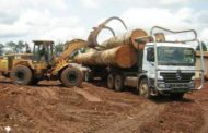 Cameroun : hausse de 5% des exportations de bois scié vers l’Union européenne en 2018, à 253 400 tonnes