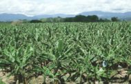 Lancement officiel de la campagne agricole 2019 dans les régions méridionales du Cameroun