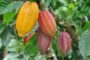 Cameroun : malgré la crise anglophone, Fitch Solutions anticipe une production cacaoyère de 245 000 tonnes pour la campagne 2018-2019