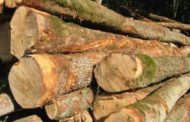 Les exportations camerounaises des bois feuillus vers les Etats-Unis ont diminué de 20% au cours de l’année 2018