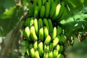 Sénégal : le gouvernement mobilise 2,5 milliards Fcfa en faveur de l’autosuffisance en banane