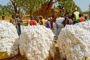 Le Mali libère FCFA 35 milliards pour subventionner le prix du coton