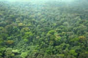 La Côte d’Ivoire renforce la protection de ses forêts