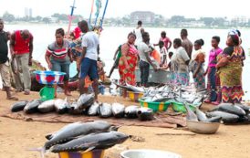 Filière thon : la Côte d’Ivoire, 2ème pays exportateur mondial avec 270000 tonnes par an