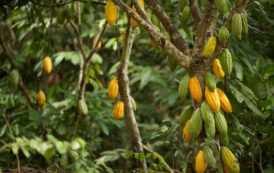 La Côte d’Ivoire sort sa carte forêt pour crédibiliser sa tonne de cacao à $ 2 600