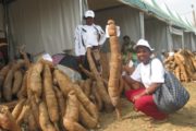 Des chercheurs africains alertent sur une maladie du manioc au potentiel « catastrophique »