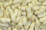 Commercialisation de l’arachide : Seule la moitié de la collecte achetée par les huiliers