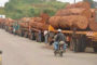 Cameroun: Dérives et fraudes dans l’exploitation forestière