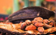 Le Ghana peine à pré-financer sa campagne cacao 2020/21