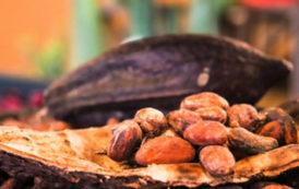 Le Ghana peine à pré-financer sa campagne cacao 2020/21