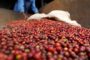 Ouganda : baisse des exportations de café