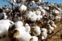 Tchad : Olam verse une première tranche de 1,5 milliard Fcfa aux cotonculteurs
