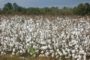 Coup de pouce aux producteurs de coton au Bénin