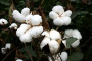 22% de la production mondiale de coton est labellisée durable BCI