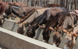 Un investisseur chinois ouvre un abattoir pour exporter de la viande d’âne d’Éthiopie