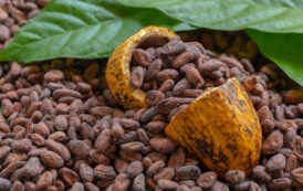 Cacao : mise au point du Cocobod sur le financement de la campagne cacaoyère 2020/21