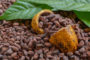 Cacao : mise au point du Cocobod sur le financement de la campagne cacaoyère 2020/21
