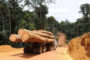 L’Afrique détrônée par la Chine comme fournisseur du Vietnam en bois et produits en bois