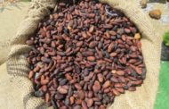 Premier décaissement de crédit au Ghana pour améliorer la productivité du cacao
