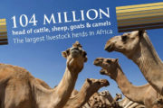 L’Ethiopie exporte du bétail en Egypte