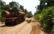 La destruction silencieuse des dernières forêts du Sénégal