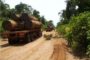 La destruction silencieuse des dernières forêts du Sénégal