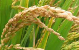 Quatre nouvelles variétés de riz pluvial distribuées en Côte d’Ivoire