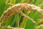 Quatre nouvelles variétés de riz pluvial distribuées en Côte d’Ivoire