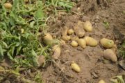 Transformation de la pomme de terre: bientot une usine algéro-américaine